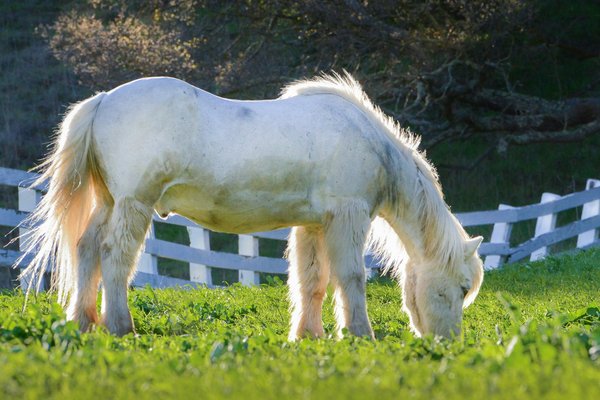 How to foster a safe environment for a Miniature Horse with a foal in suburban UK?